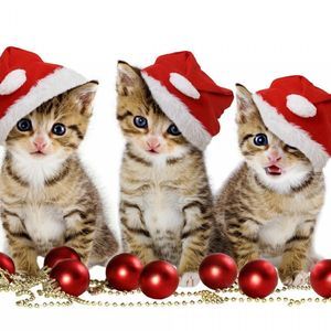 Meet your Posher, Blanca